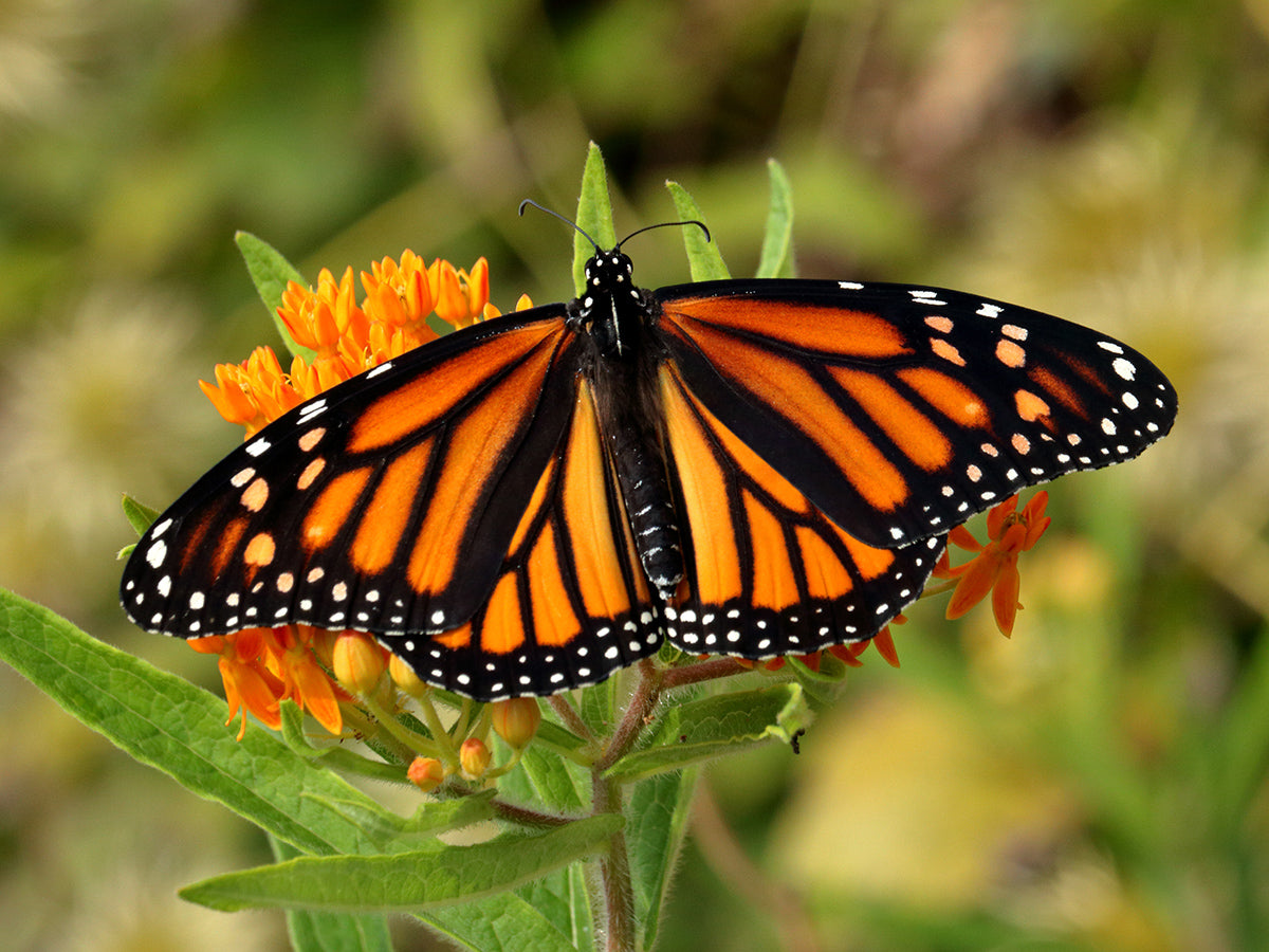 Asclepias tuberosa - Butterfly Weed