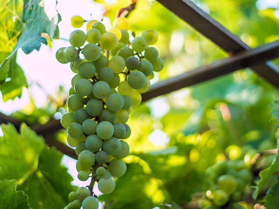 Reems Creek Pink Champagne Grape