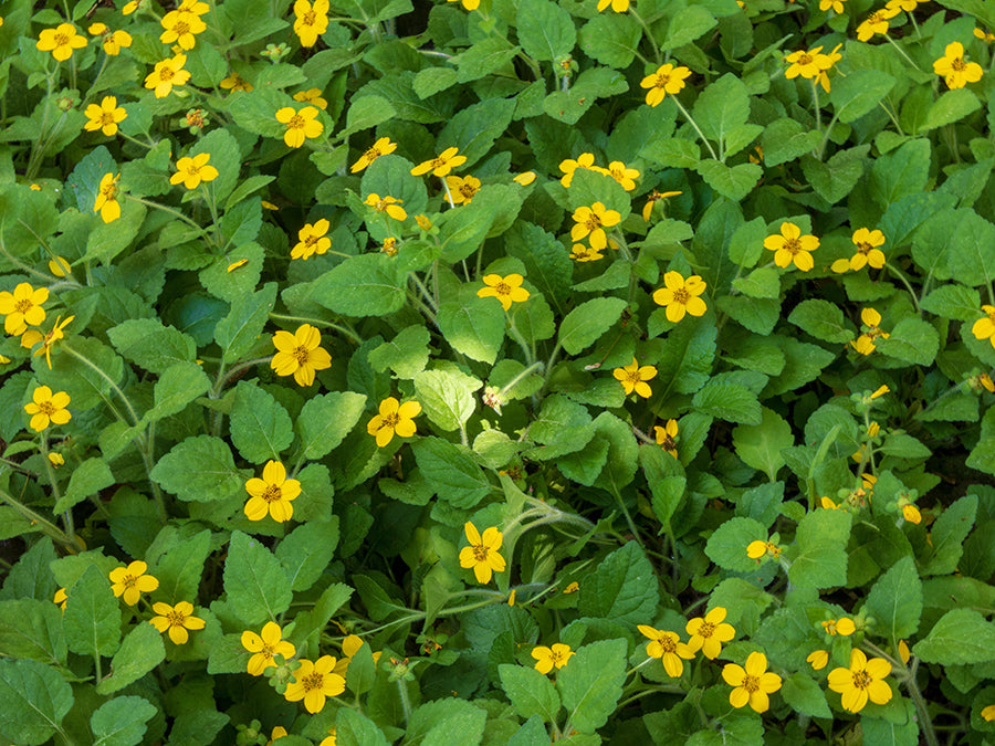 Chrysogonum virginianum 'Pierre' - Green and Gold