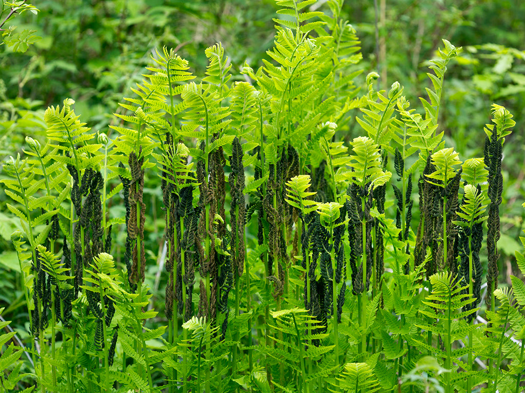 Osmunda claytoniana - Interrupted Fern