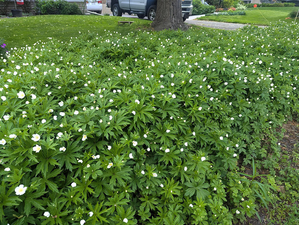 Anemone canadensis - Meadow Anemone
