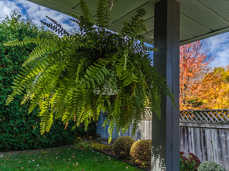 Boston Fern