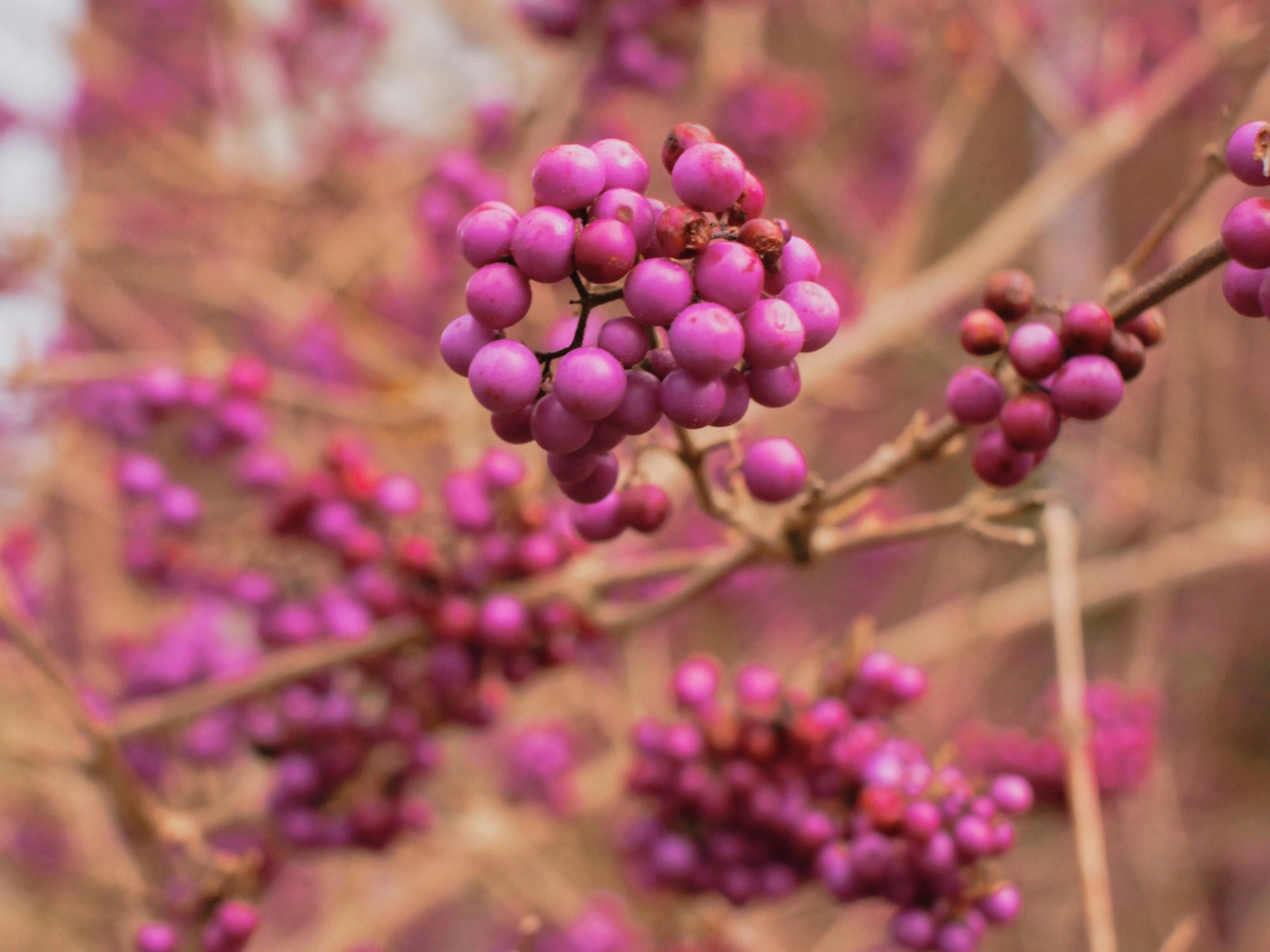 Callicarpa americana in winter, when the leaves have fallen but the berries remain - very showy.