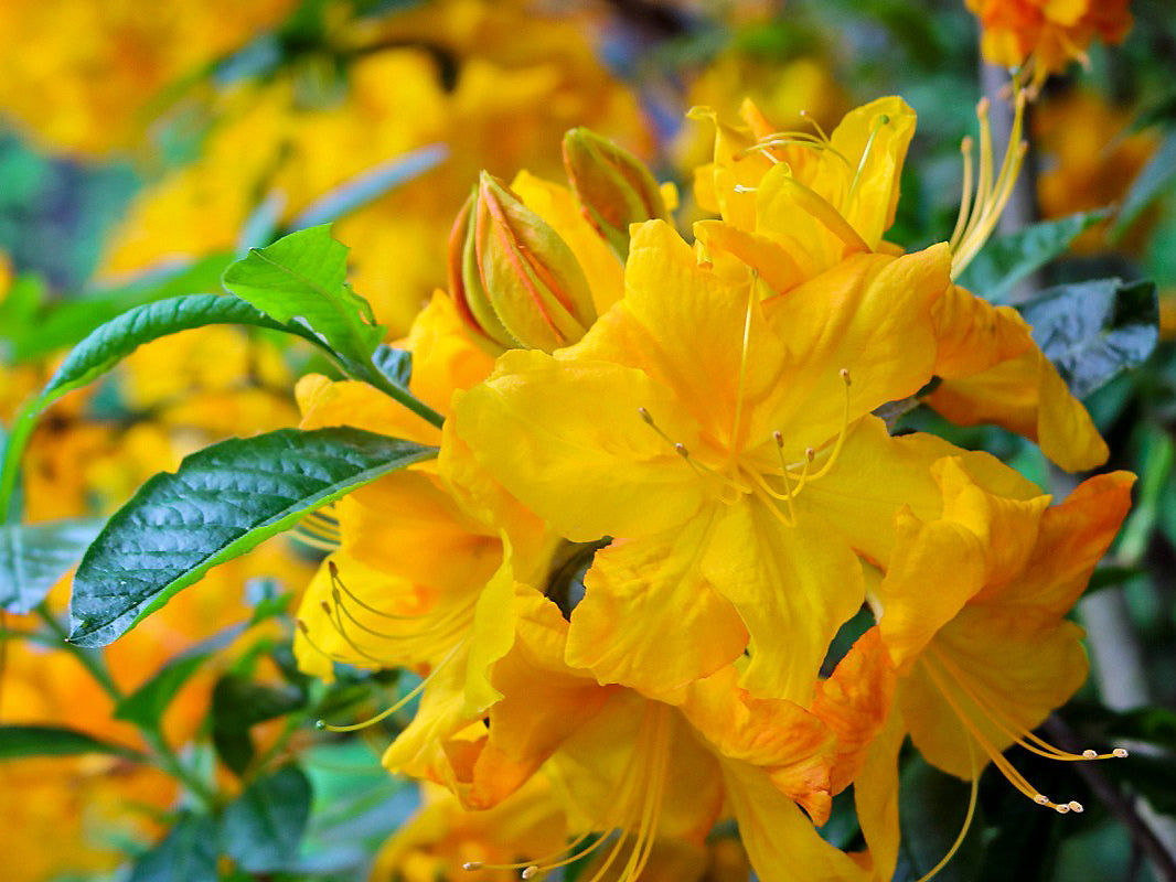Rhododendron 'Klondyke' (Exbury)