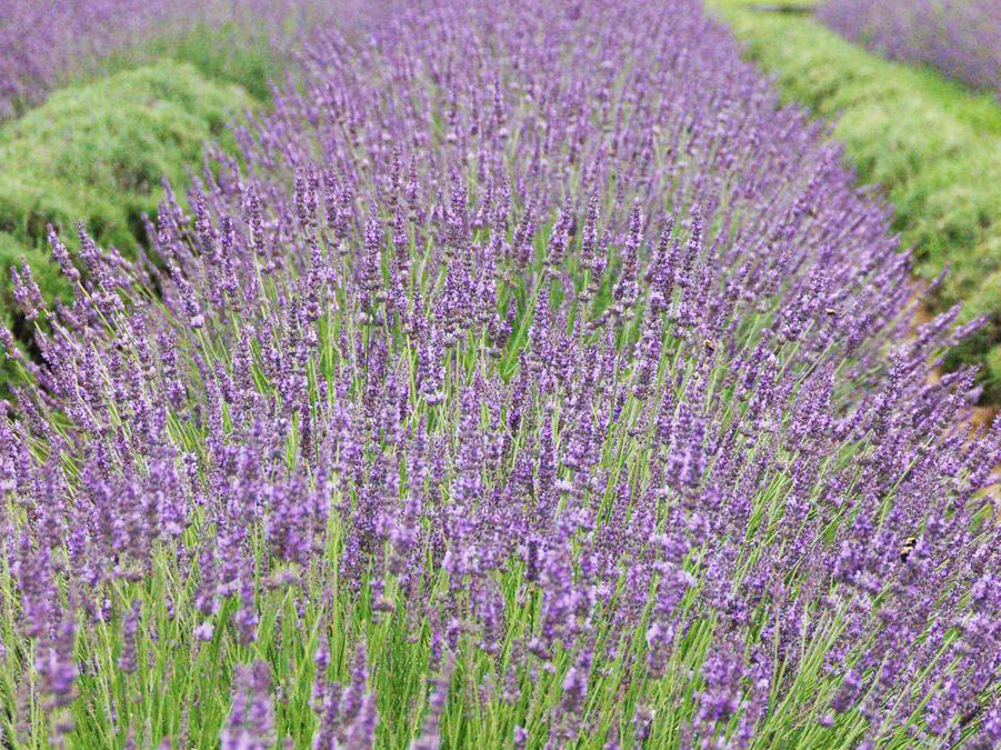 Lavender 'Phenomenal'
