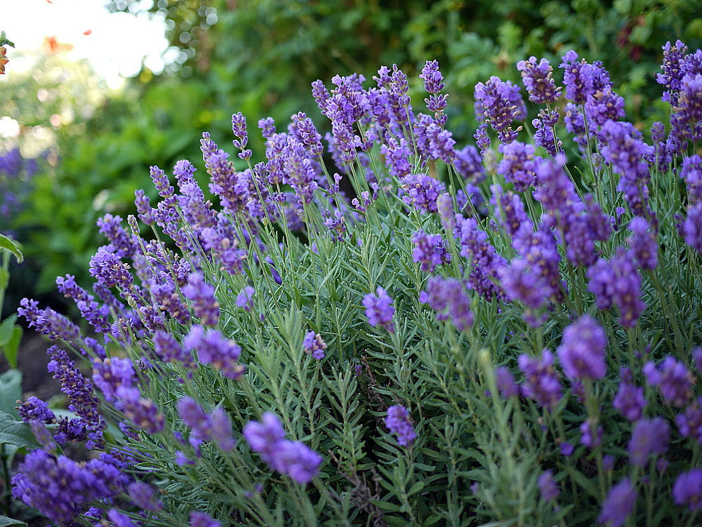 Lavender 'Phenomenal'