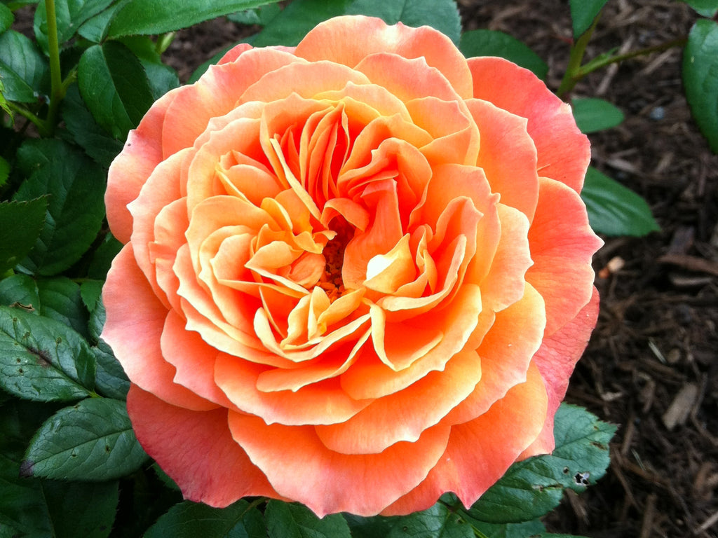 Rose - Livin' Easy