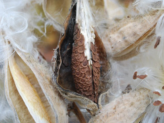 Asclepias incarnata