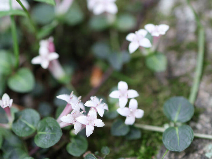 Mitchella repens - Partridgeberry