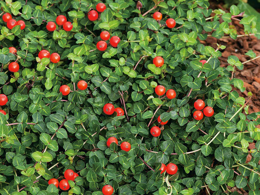 Mitchella repens - Partridgeberry