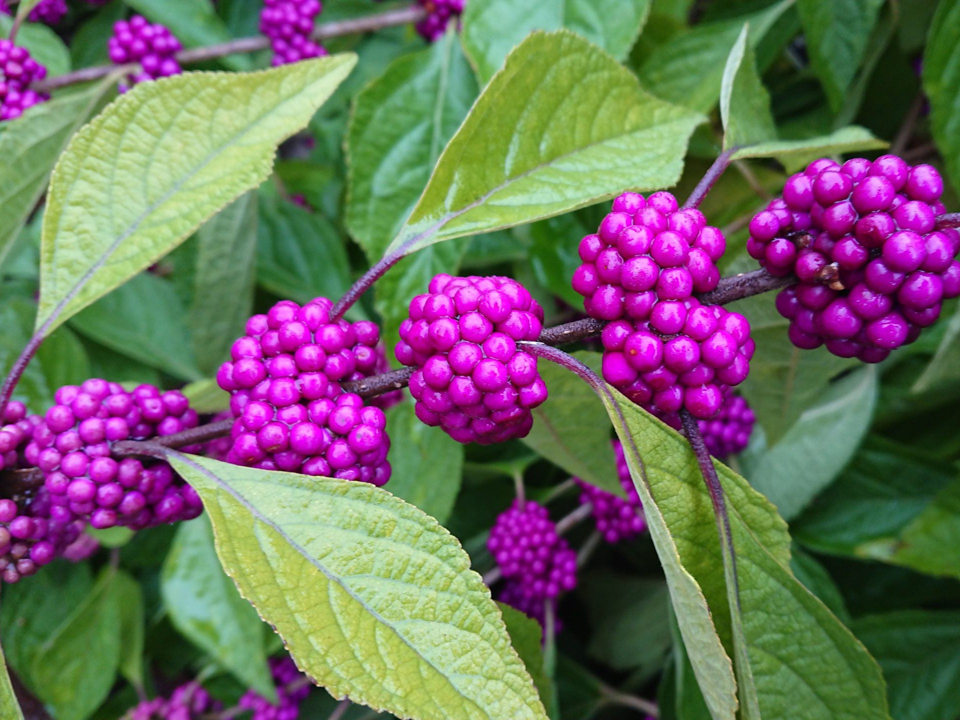 Callicarpa americana berries and foliage