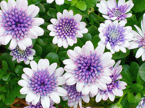 Osteospermum 4D™ Blue Ice