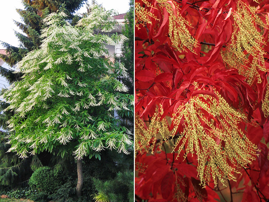 Oxydendrum arboreum - Sourwood