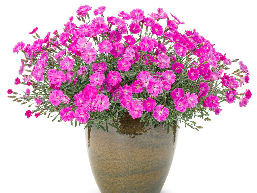 Dianthus 'Paint the Town Fuchsia'