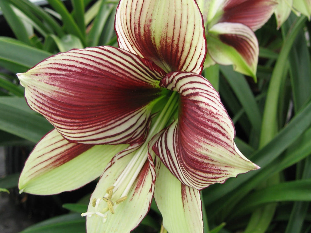 Amaryllis - Papilio (Butterfly)