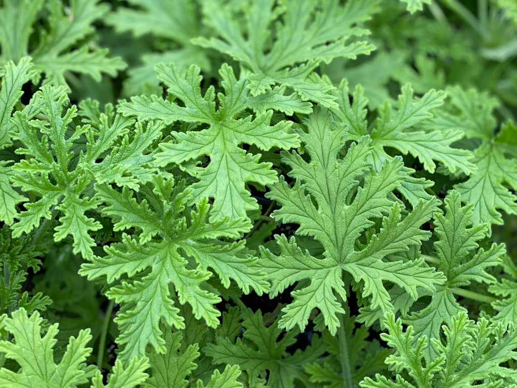 Pelargonium - Scented Geranium