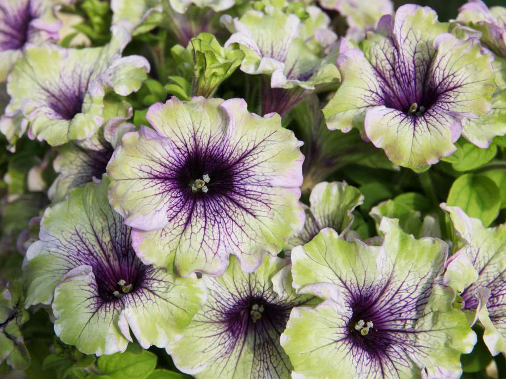 Petunia AMAZONAS™ Plum Cockatoo