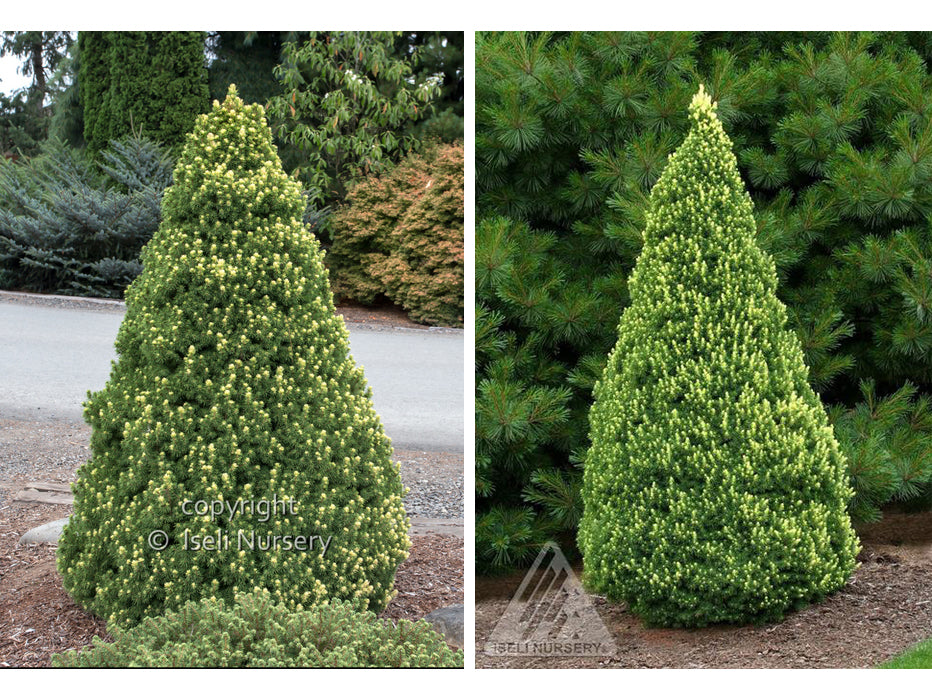 Dwarf Alberta Spruce 'Rainbow's End'®