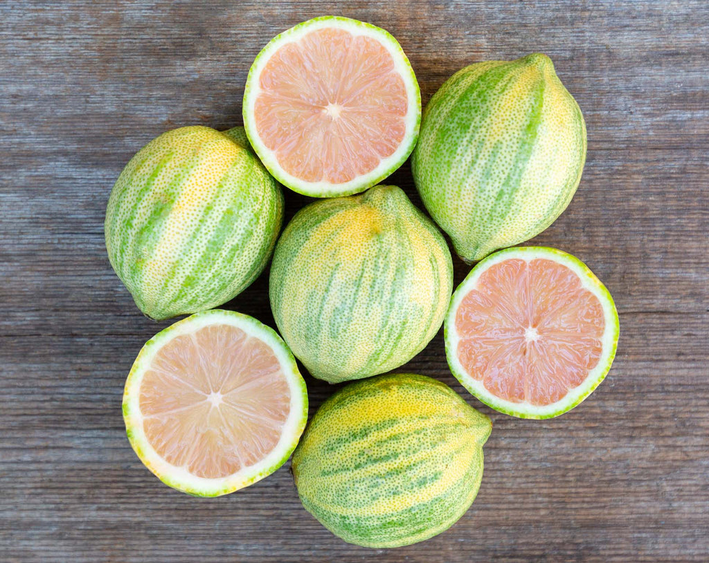 Citrus limon - Variegated Pink Lemon Tree