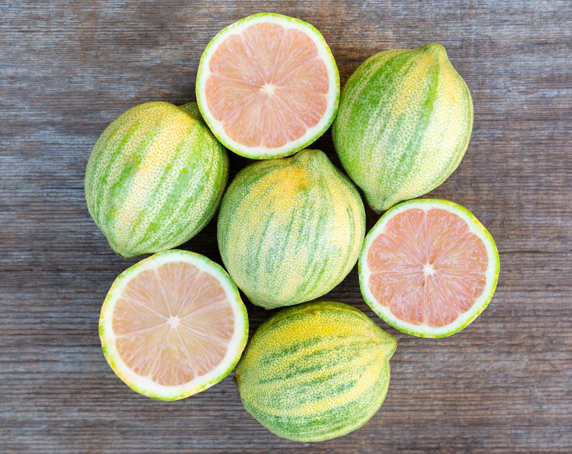 Citrus limon - Variegated Pink Lemon Tree