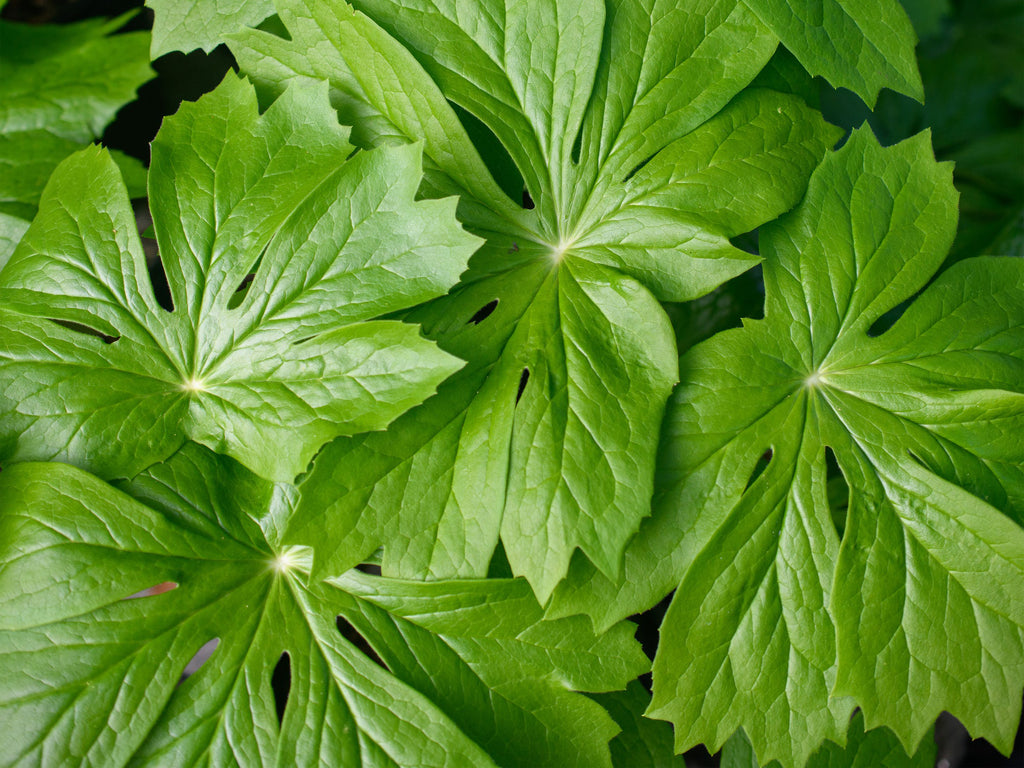 Podophyllum peltatum - Mayapple