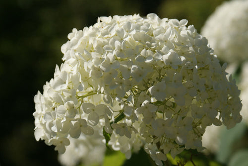 Annabelle Smooth Hydrangea (HYDRANGEA A. ANNABELLE)