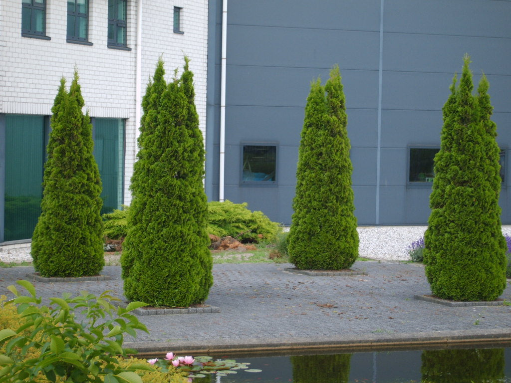 Emerald Green Arborvitae (THUJA OCC. SMARAGD) - 3 gallon 36"
