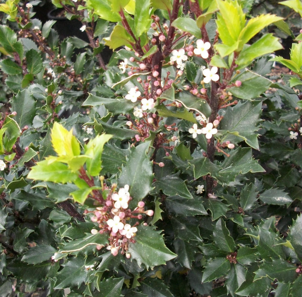 Blue Prince™ Meserve Holly (ILEX X MES. BLUE PRINCE) - 3 gallon 15"