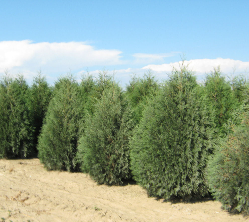 Techny Mission Arborvitae (THUJA OCC. TECHNY MISSION) - 2 gallon 15-18"