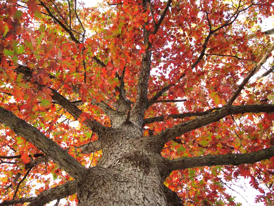 Quercus alba - White Oak
