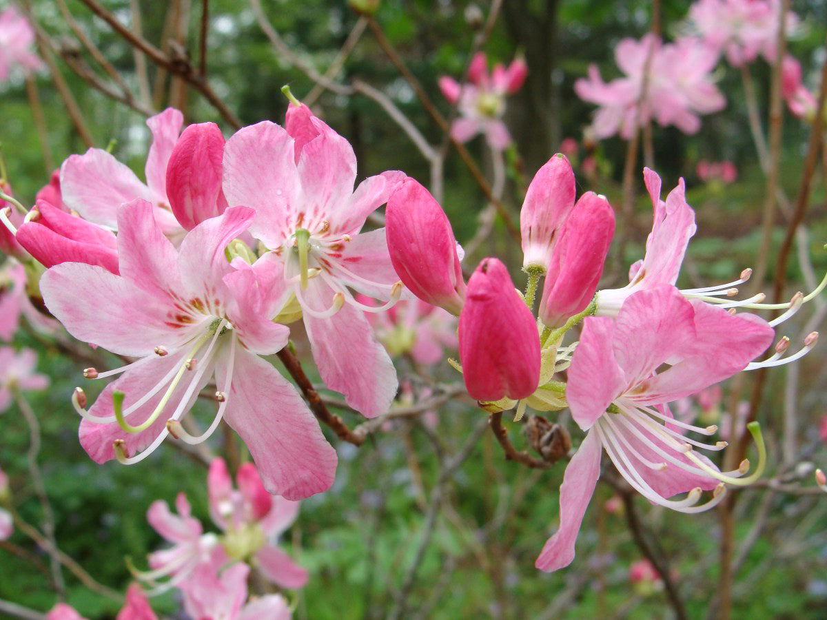 Rhododendron vaseyi - Pinkshell Azalea