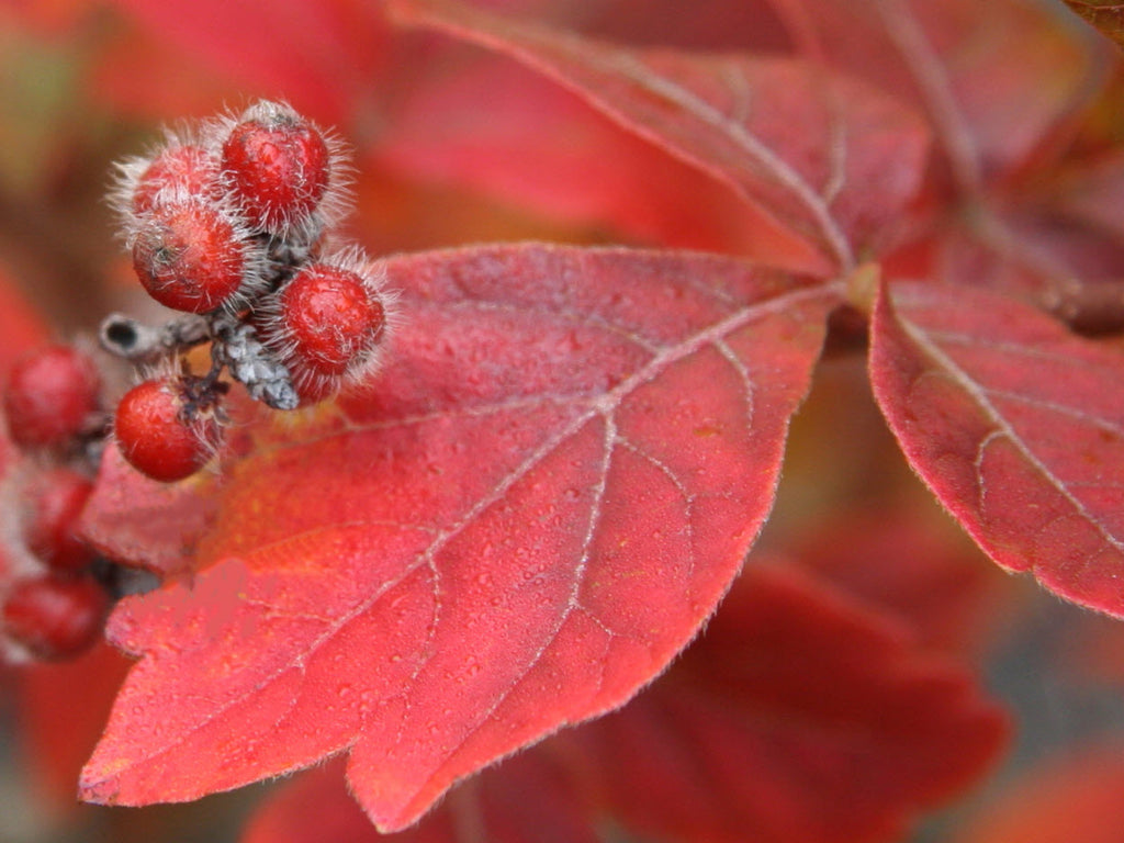 Rhus aromatica 'Gro-low'