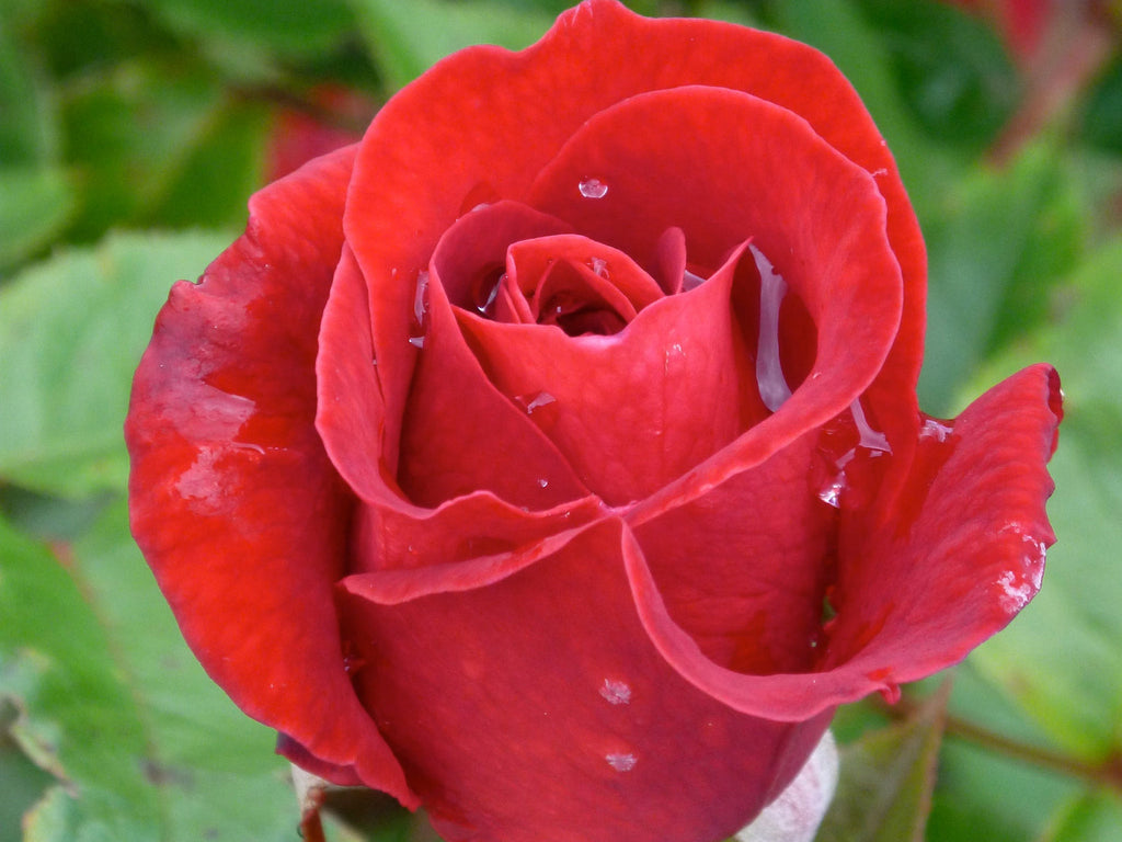Rose - Kashmir