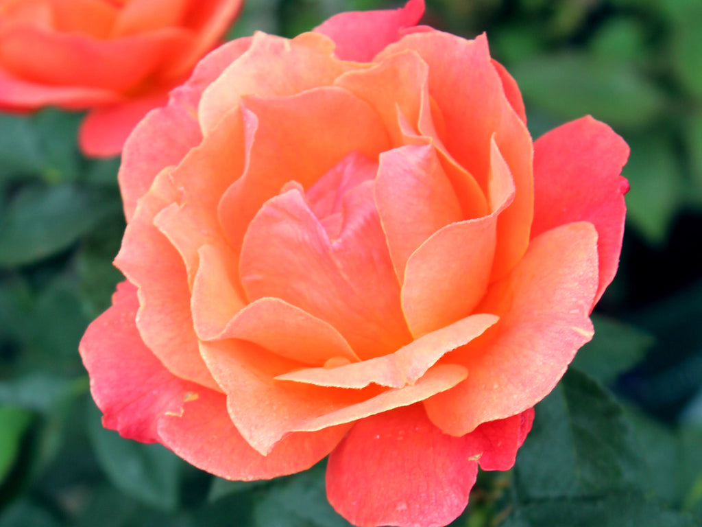 Rose - Livin' Easy