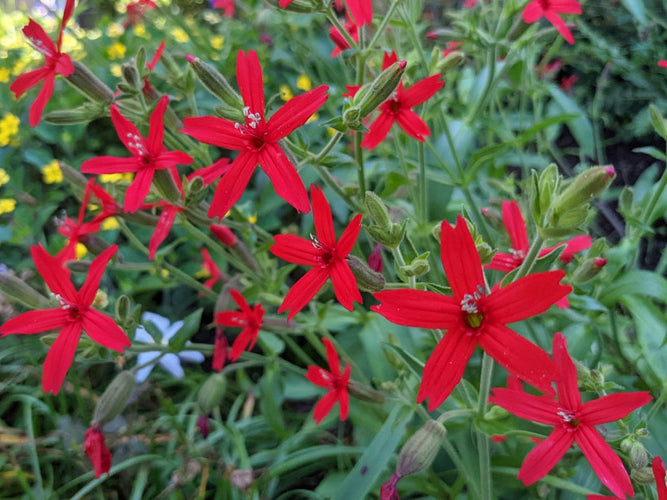 Silene virginica - Fire Pink