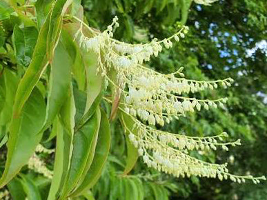 Oxydendrum arboreum - Sourwood