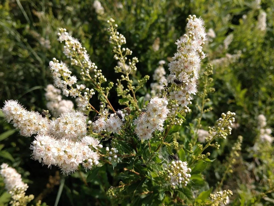 Spiraea alba - Meadowsweet