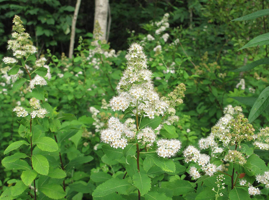 Spiraea alba - Meadowsweet