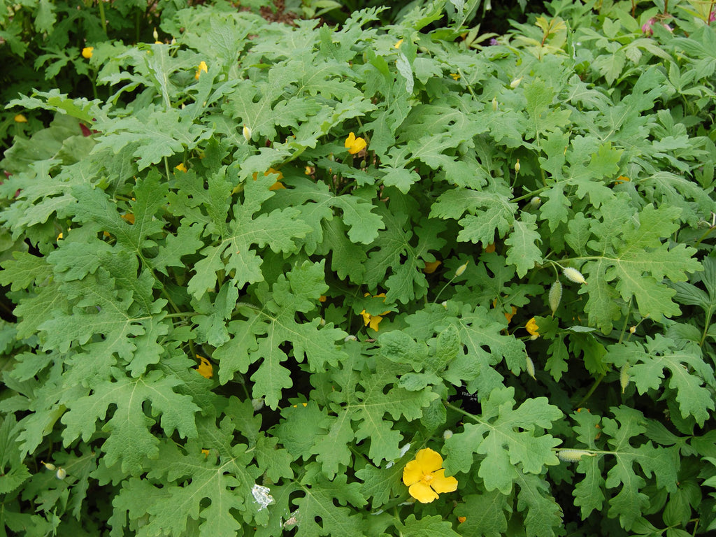 Stylophorum diphyllum - Celandine Poppy, Yellow Wood Poppy