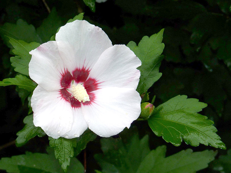 Hibiscus moscheutos - Rose Mallow
