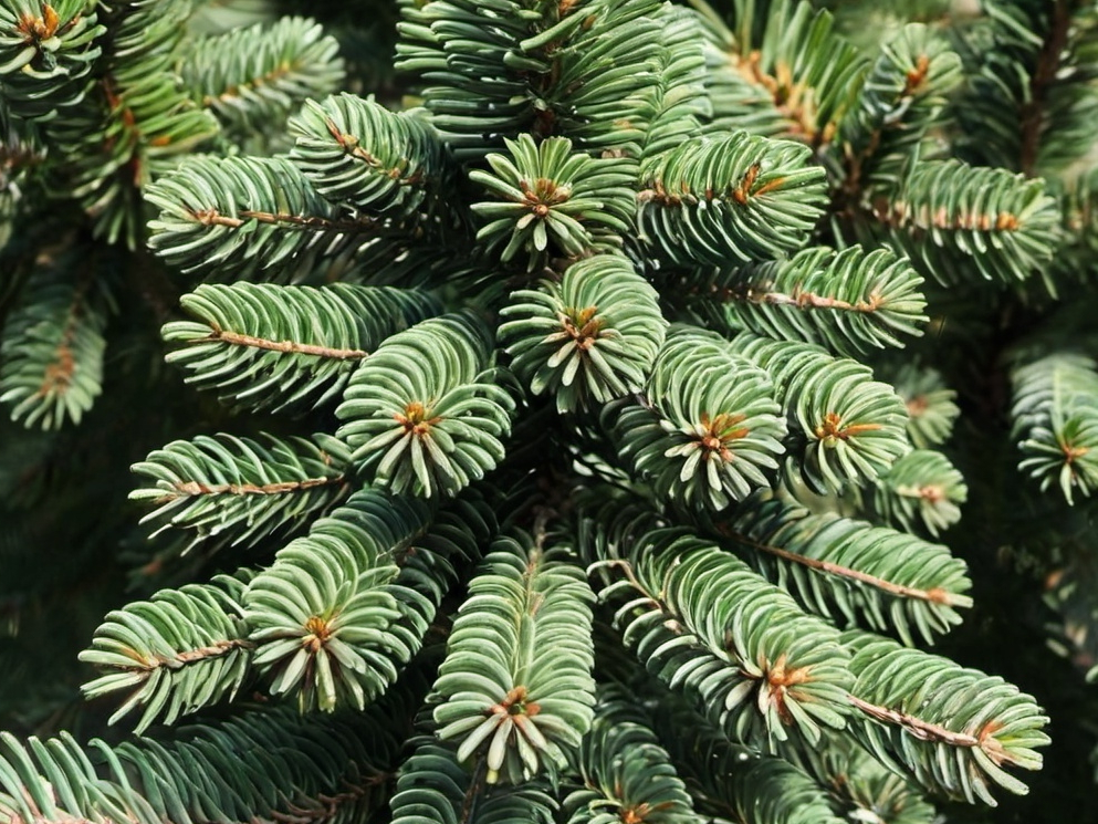 Turkish Fir
