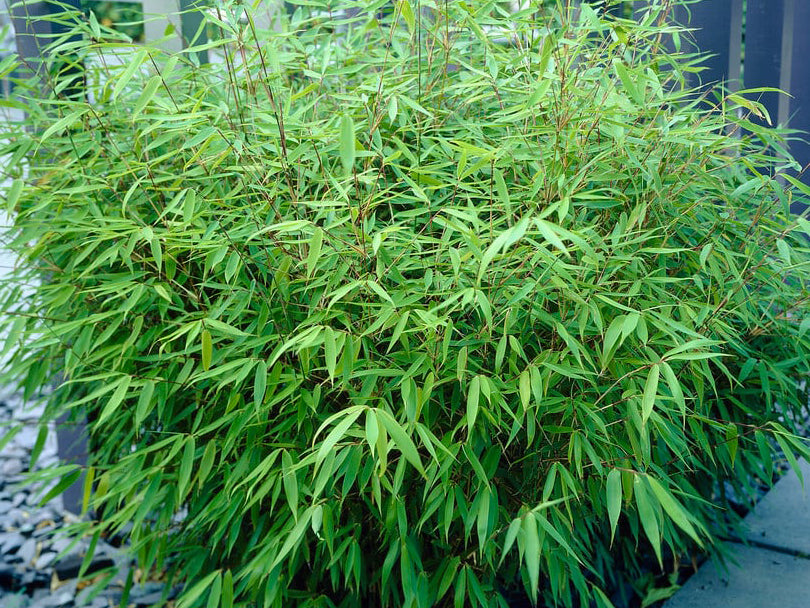 Fargesia dracocephala 'Rufa'