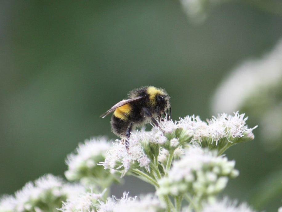 Yellow Banded Bumblebee - too cute!
